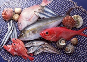 Tổng hợp các lòai cá nước ngọt phổ biến tại Việt Nam